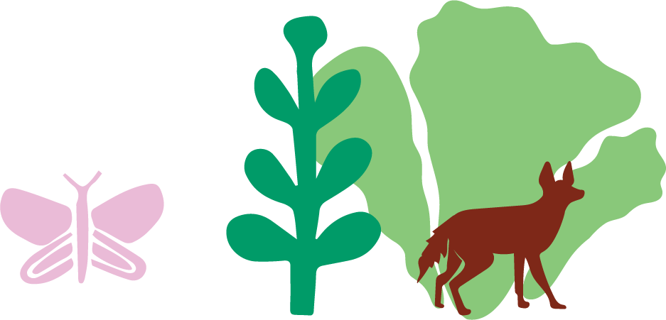 Queira Agroecologia Cesta