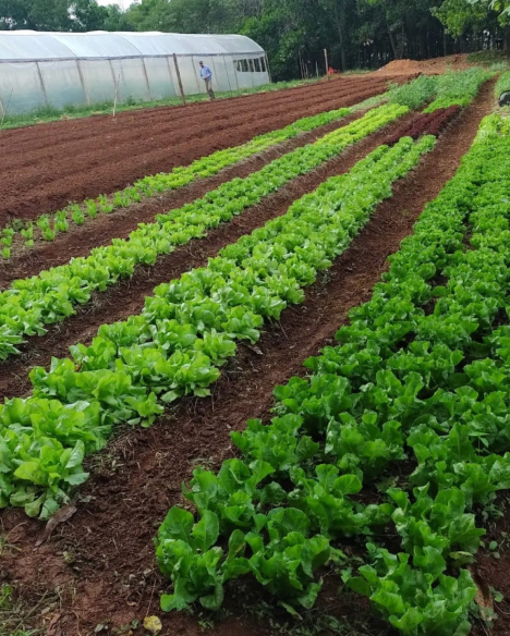 Queira Agroecologia Fotos