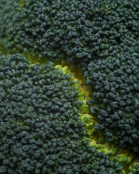 Queira Agroecologia Fotos