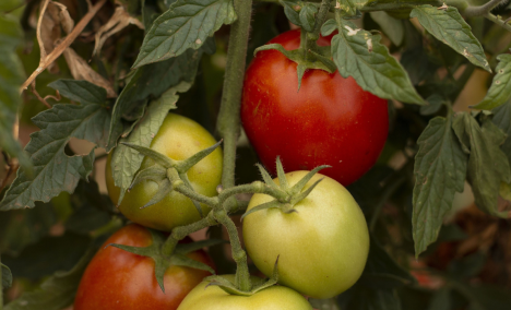 Queira Agroecologia Fotos