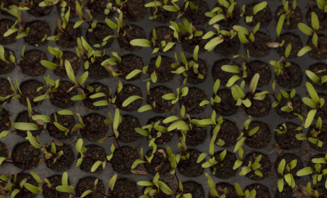 Queira Agroecologia Fotos