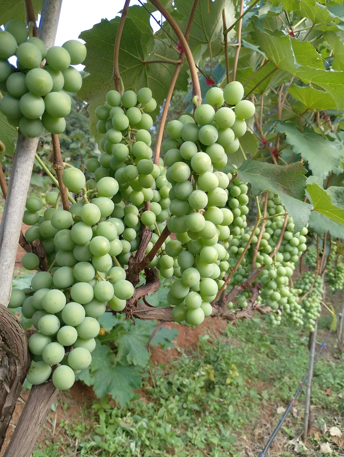 Queira Agroecologia Fotos