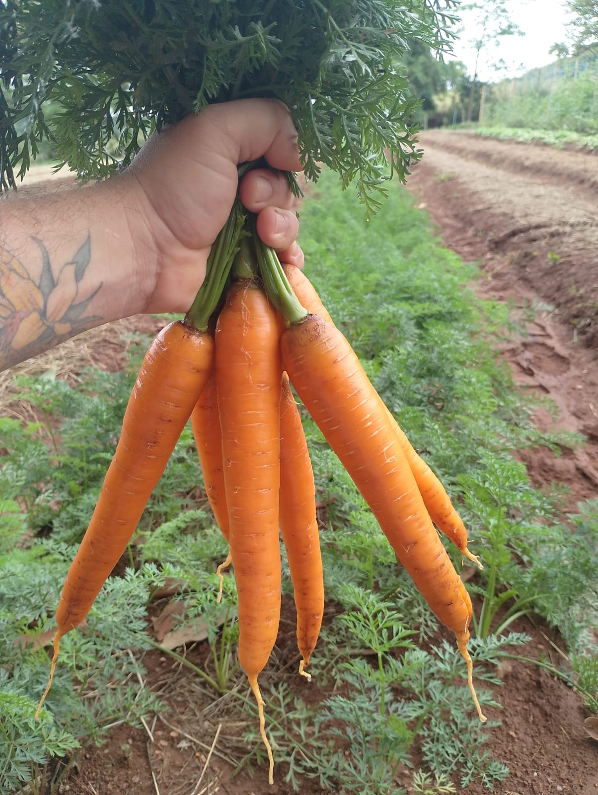 Queira Agroecologia Fotos