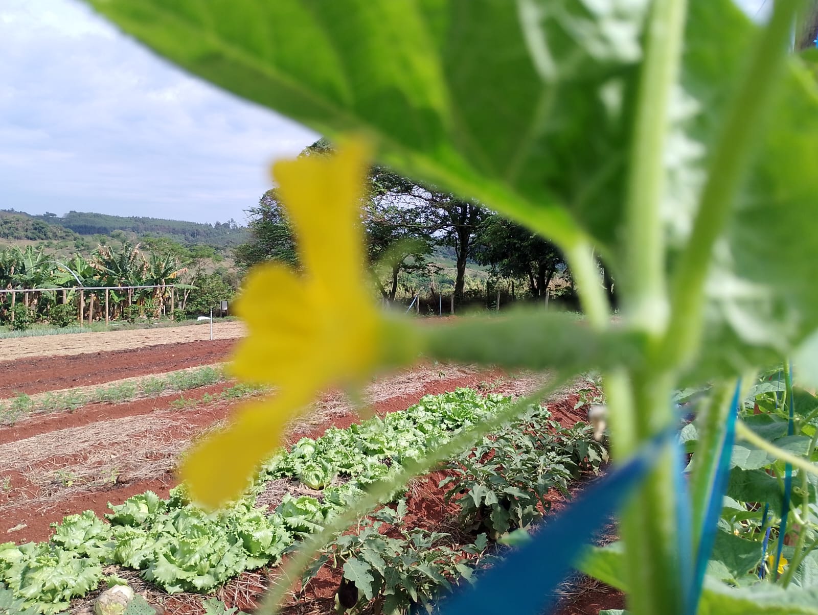 Queira Agroecologia Fotos