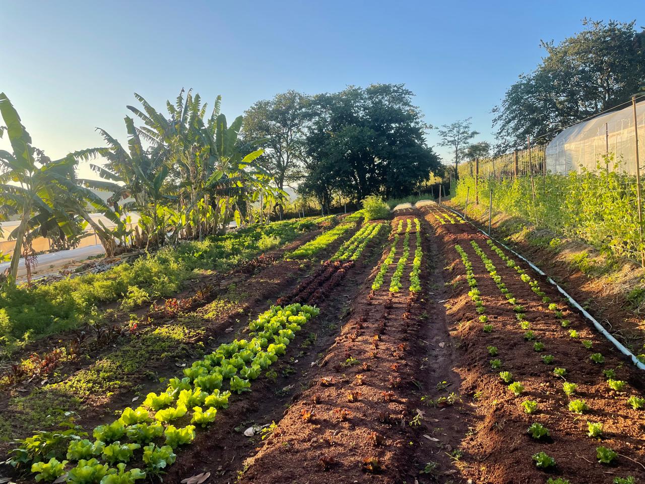 Queira Agroecologia Fotos