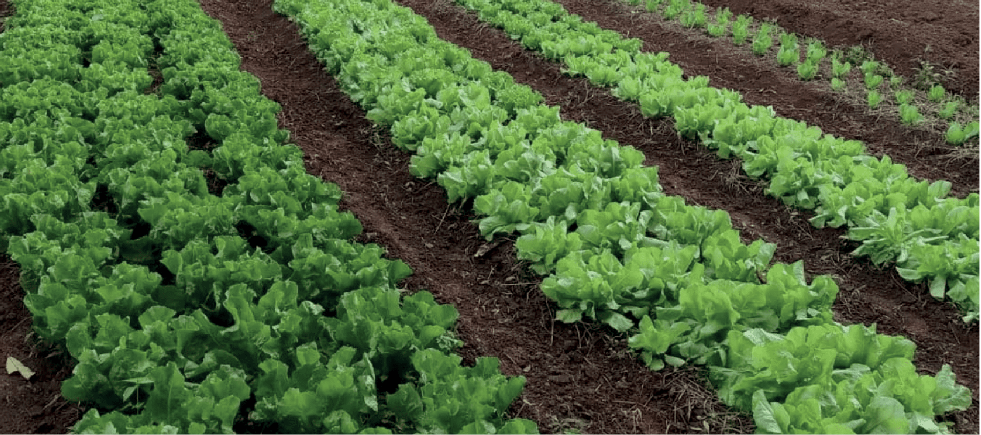 Queira Agroecologia Banner