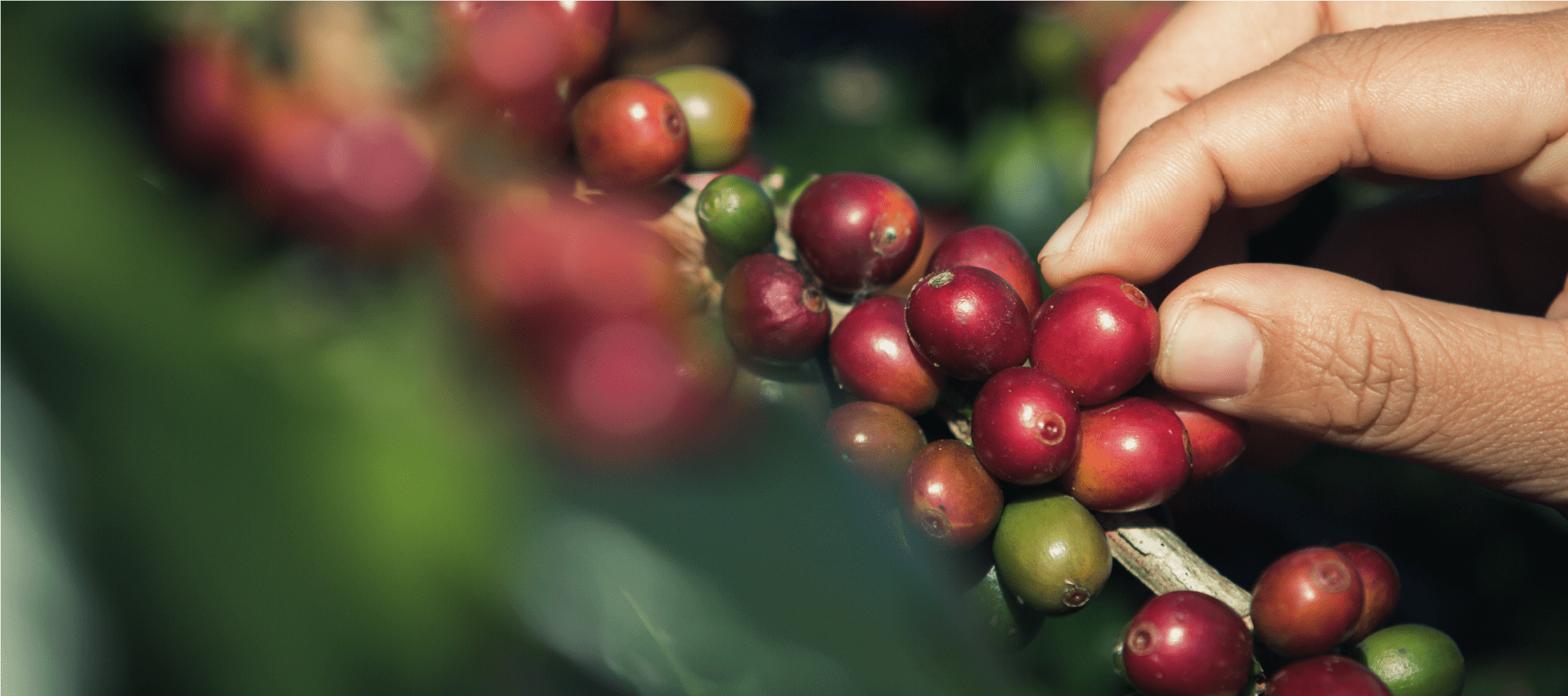 Queira Agroecologia Banner