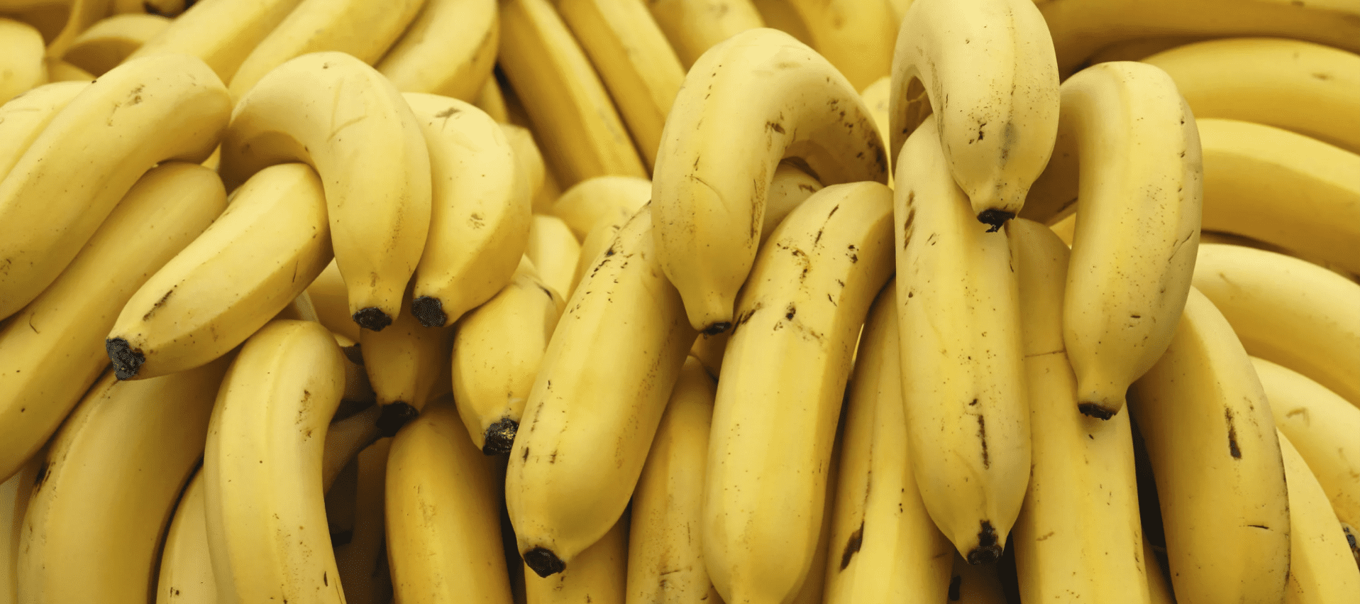 Queira Agroecologia Banner