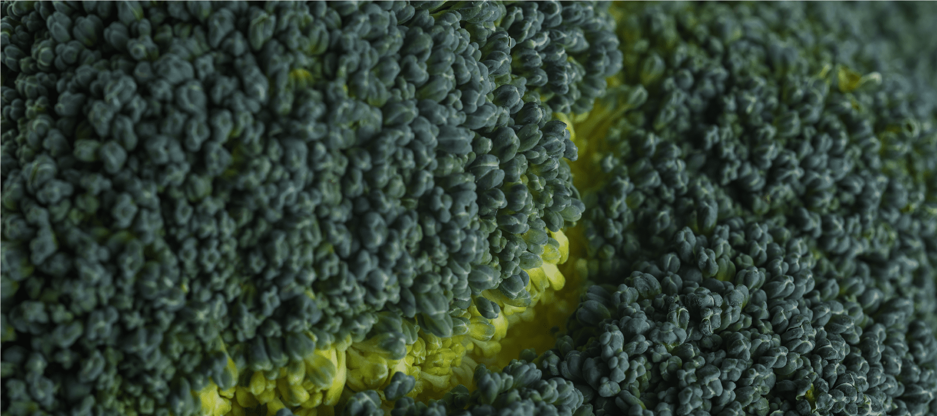 Queira Agroecologia Banner