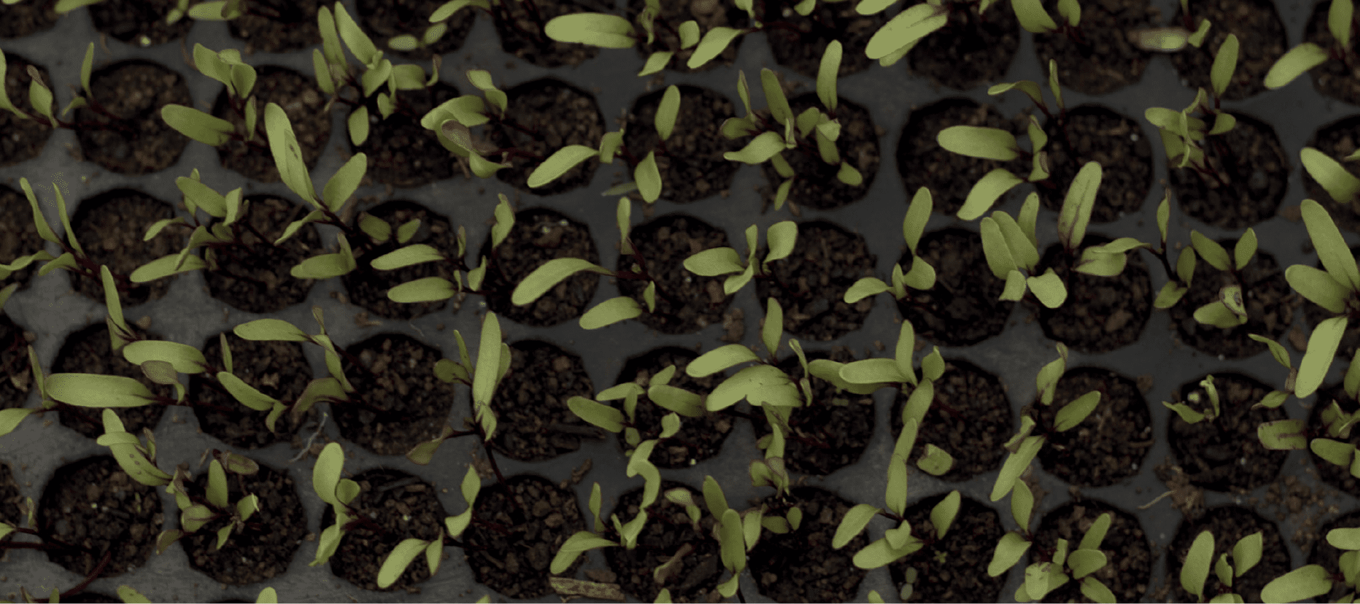 Queira Agroecologia Banner